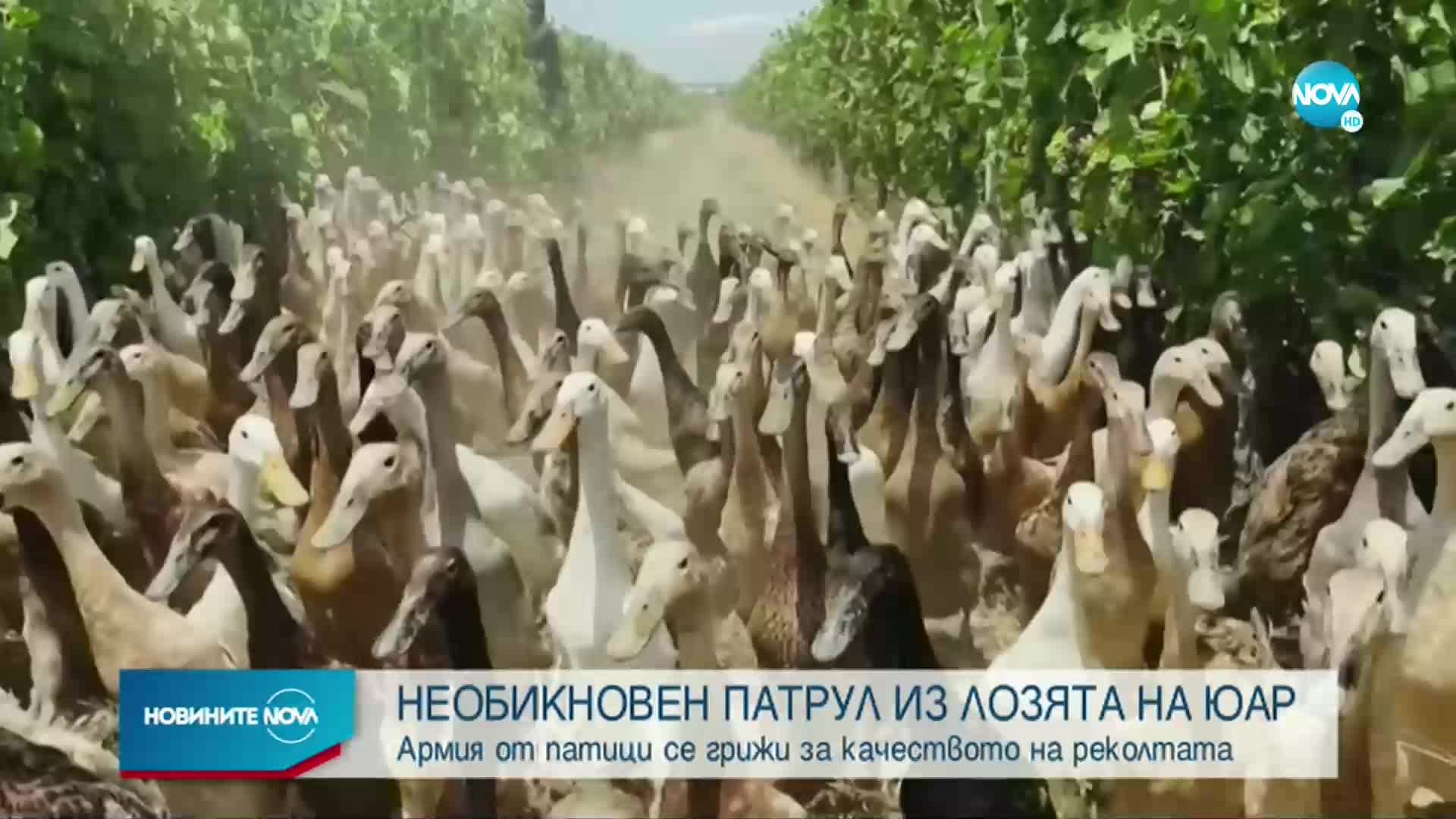 Армия от патици се грижи за лозята в ЮАР