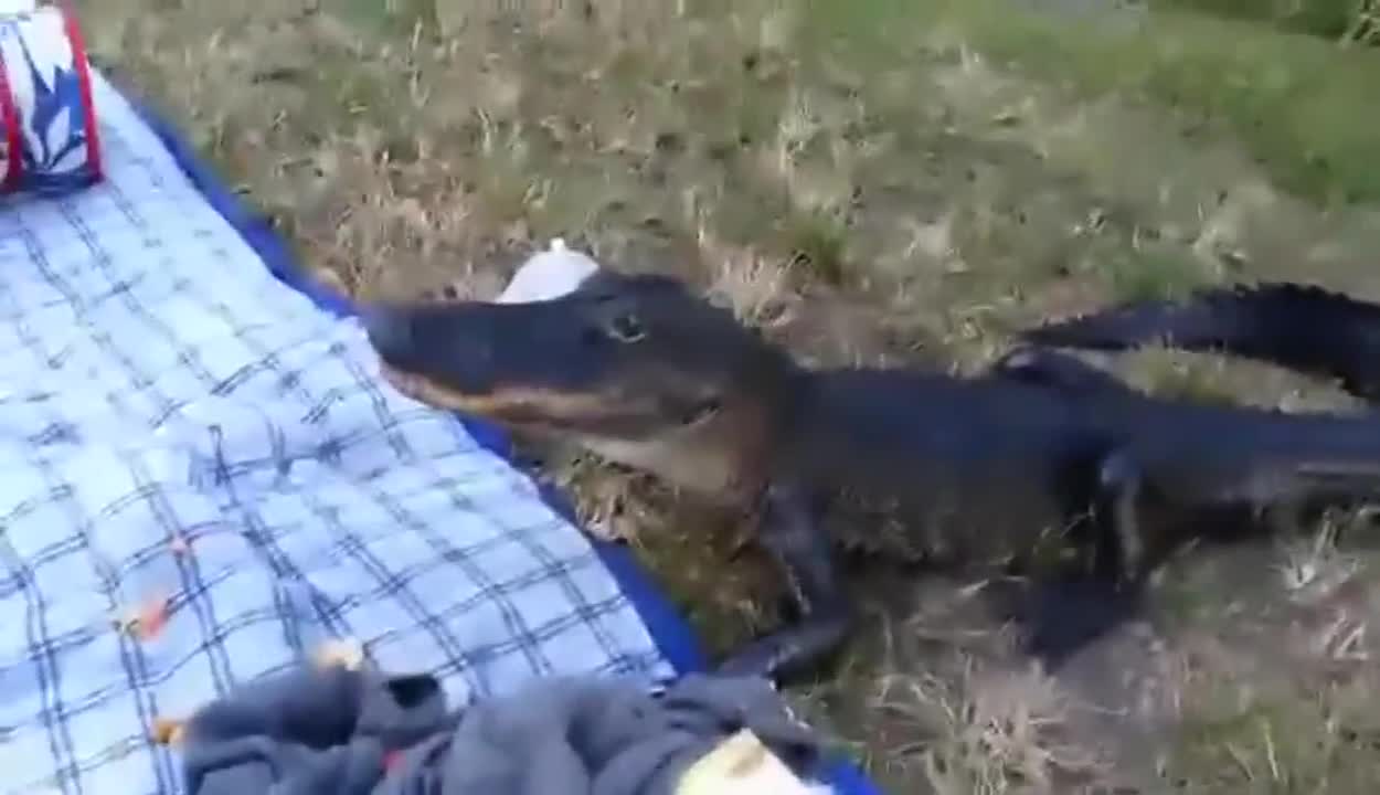 Хората отидоха на пикник а Алигатора им изяде храната