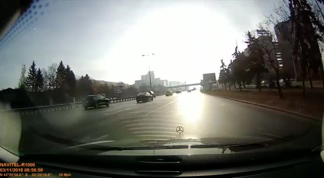 Лисица на "Цариградско шосе"