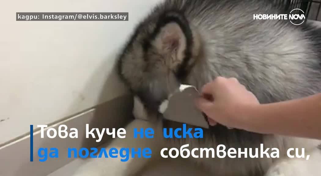 И кучетата могат да се чувстват виновни