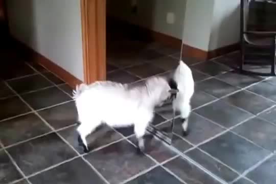 Сладко малко козле срещу огледало ... Смях