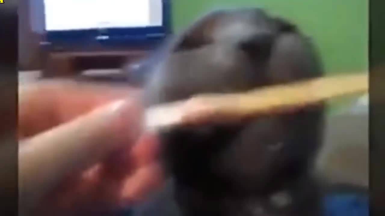 Много яки изцепки - Луд смях
