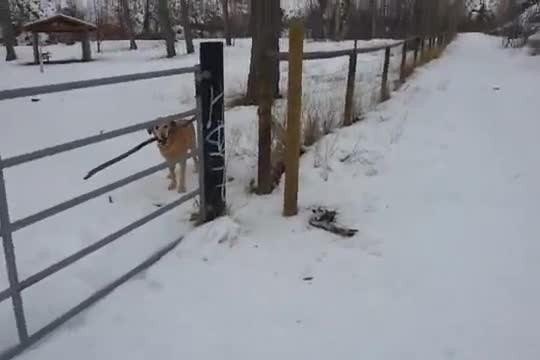 Трудна кучешка задача