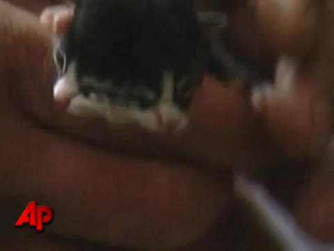 Коте се роди с две лица! Невероятно! 