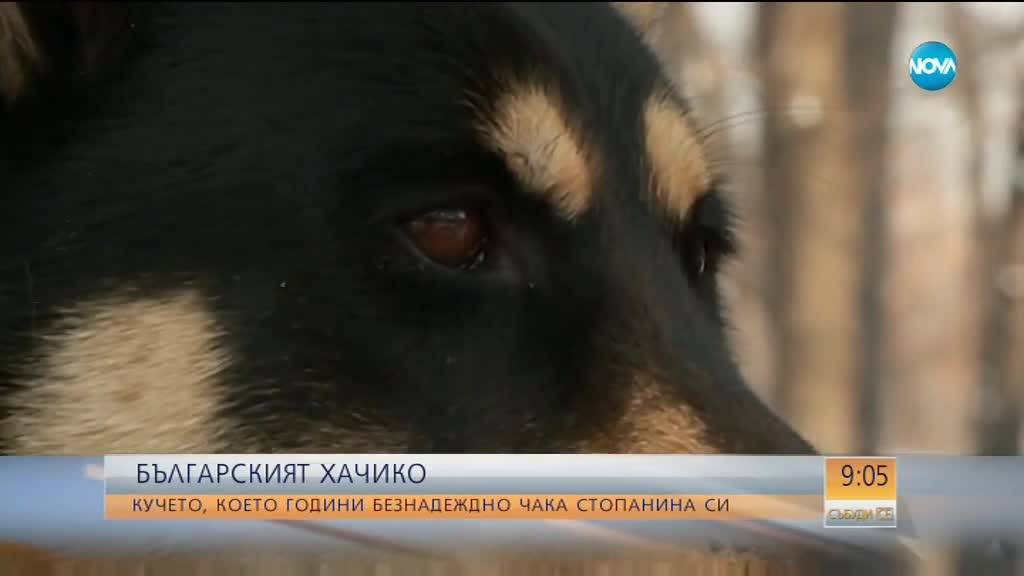 БЪЛГАРСКИЯТ "ХАЧИКО": Кучето, което чака починалата си стопанка