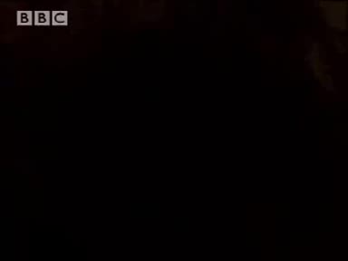 Изумителни риби и жаби живеят на сухо