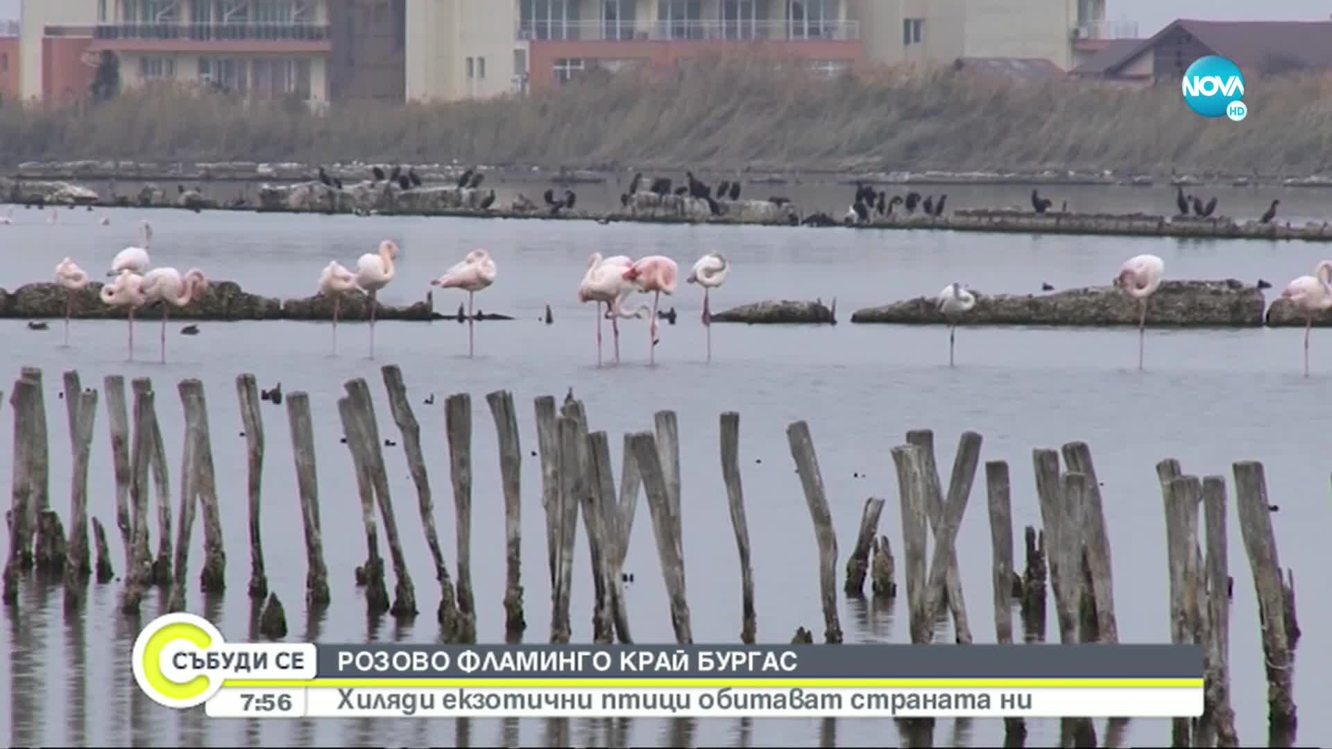 Хиляди фламинги ще зимуват край бургаските езера