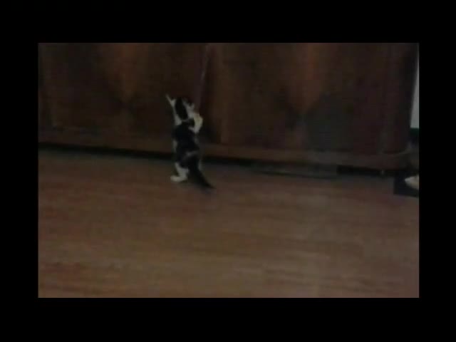 My Cat and Great Balls Of Fire