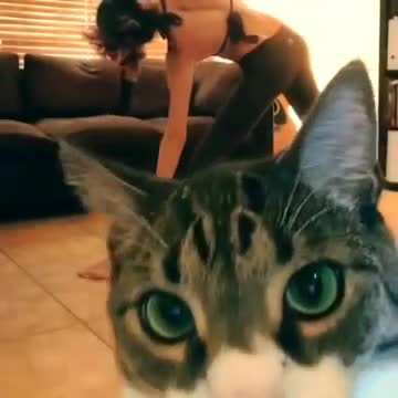Смях ... Котка прекъсва йога видео . Внимание