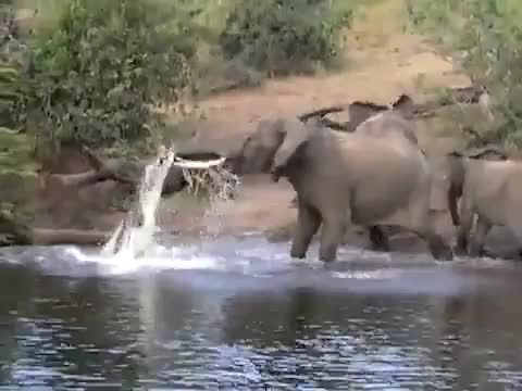 Никога не се заяждай със слон