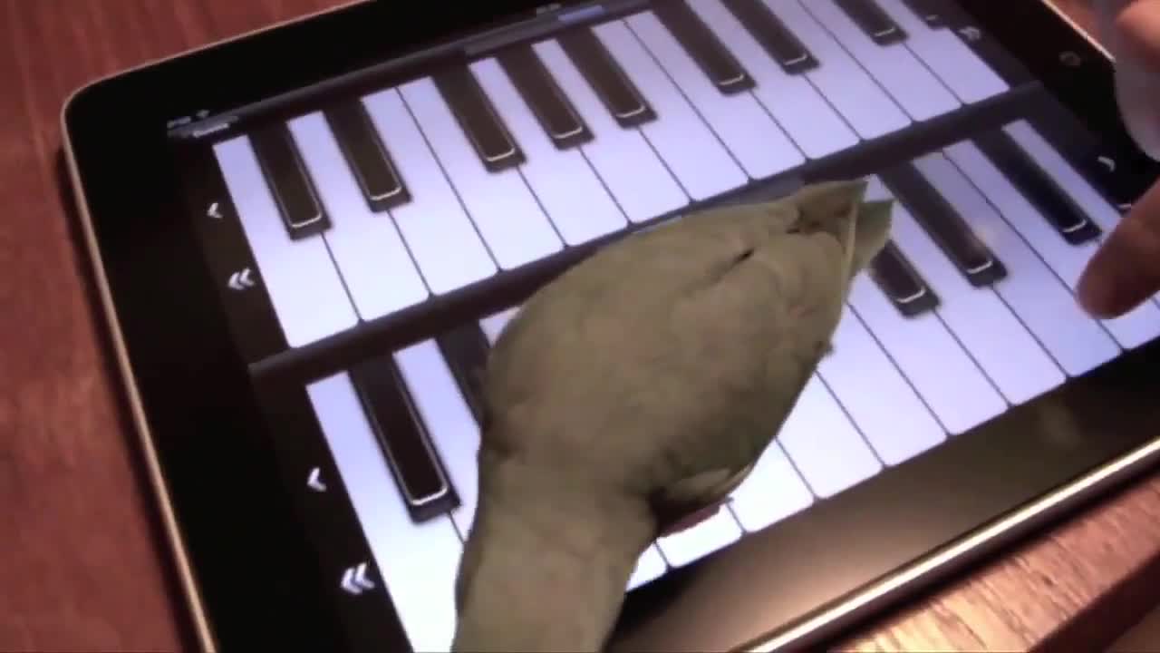 Животни играят игри на тъч скрийн
