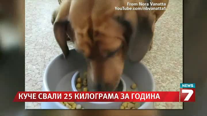 Дакел свали 25 кг със строга диета