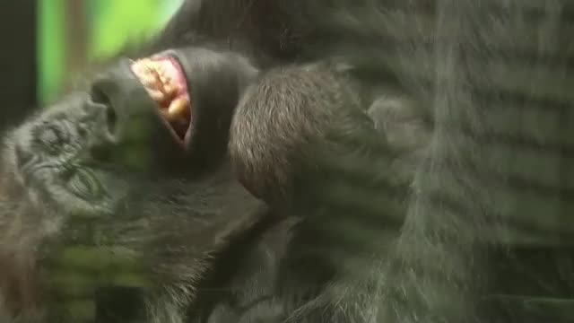 Бебе горила радва посетителите на лондонския зоопарк