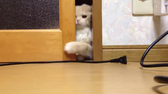 Палаво коте иска да докопа кабел.