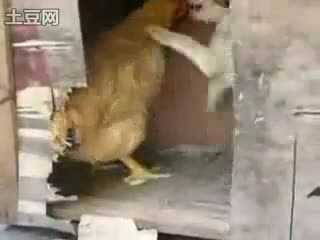 Куче Брутaлнo Изнасилва Кокошка! * Смях 