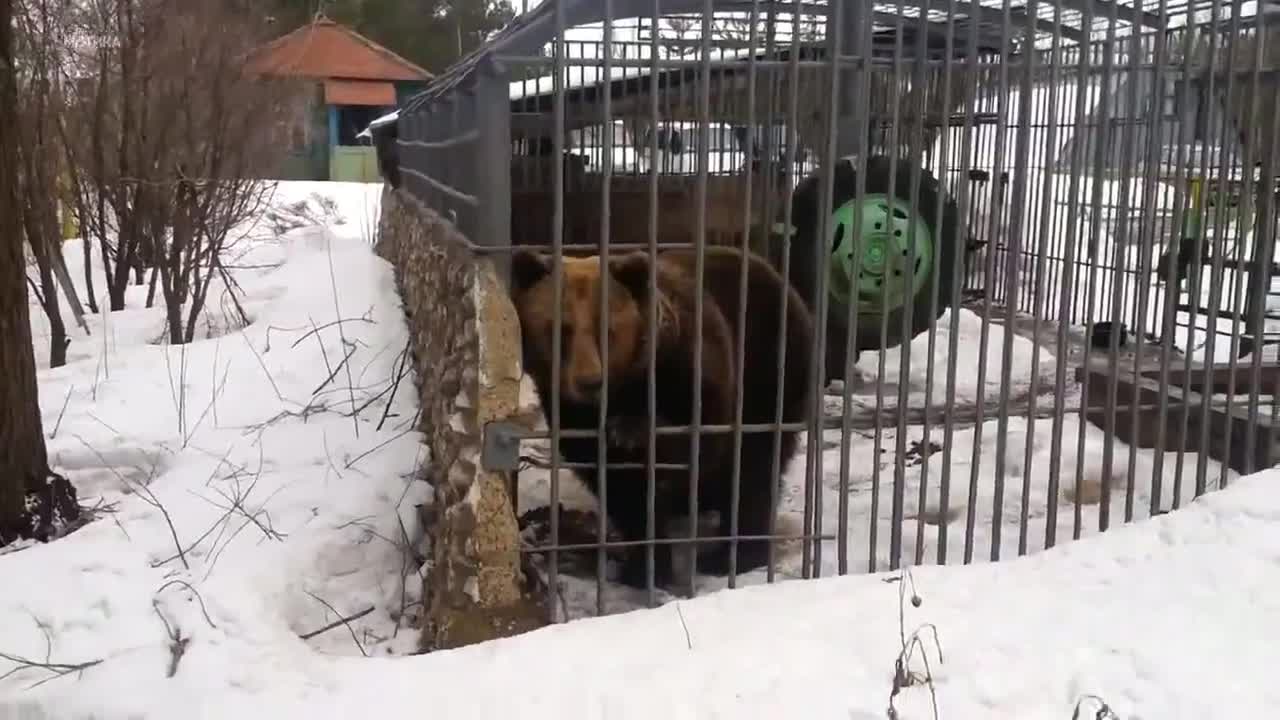 Пиян руснак реши да примери силите си с мечка