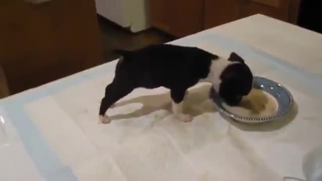 Какво ли има в храната .. ; D