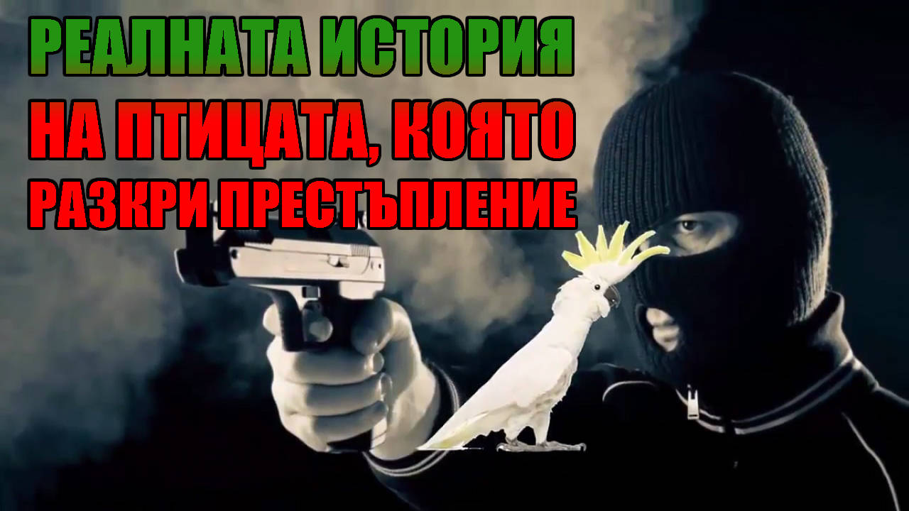 Реалната история на птицата Какаду, която разкри престъпление!