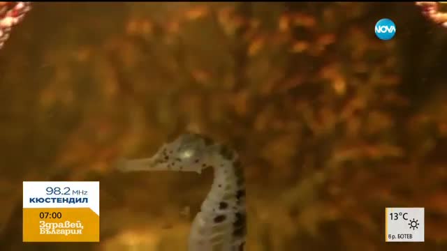 Арт инсталация от златни рибки