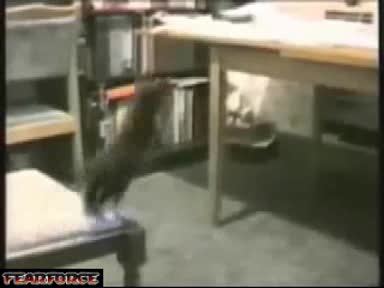 Най - Лудите Котки