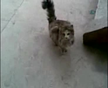 Уникално - Котка Която Има Крила