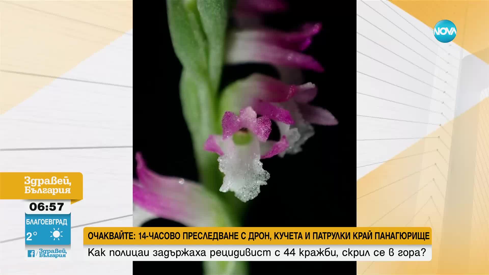 Откриха нов "стъклен" вид орхидея в Япония