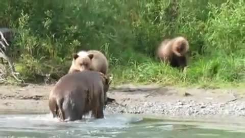 Кафява мечка прави отличен улов на сьомга в реката!