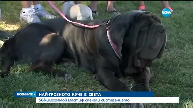 56-килограмов мастиф - най-грозното куче в света