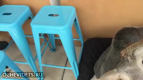 Бик който се мисли за куче