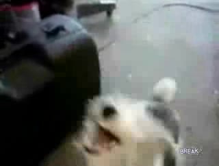 Лудо Куче Се Кефи На Метъл Яко