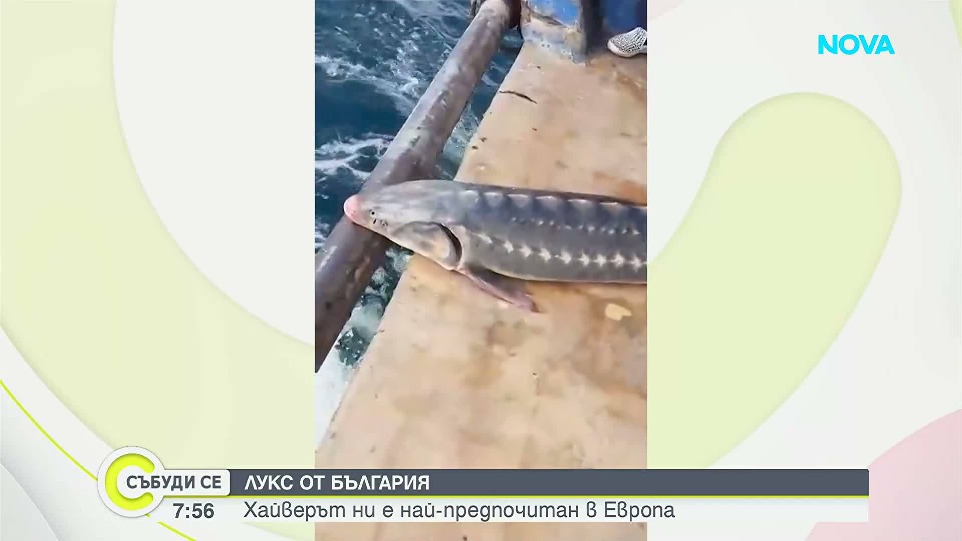 Българският черен хайвер - на първо място по износ в Европа