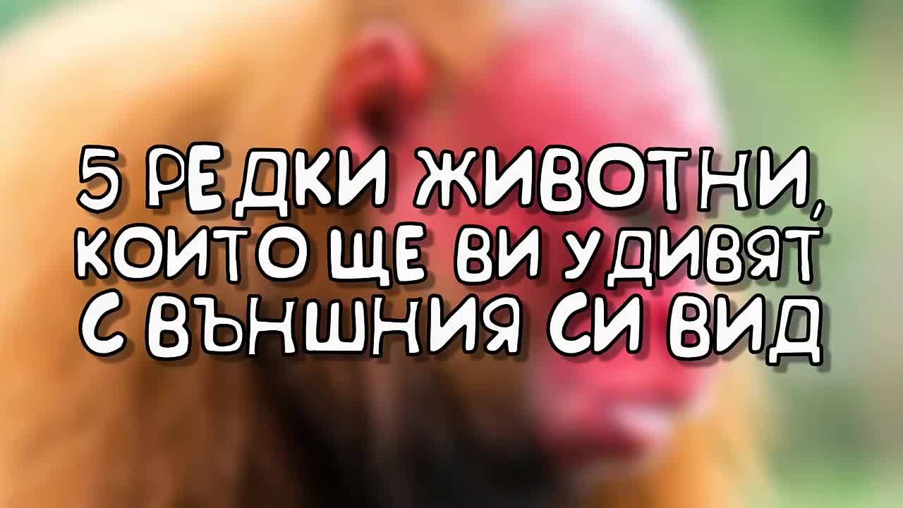 5 редки животни, които ще ви удивят с външния си вид