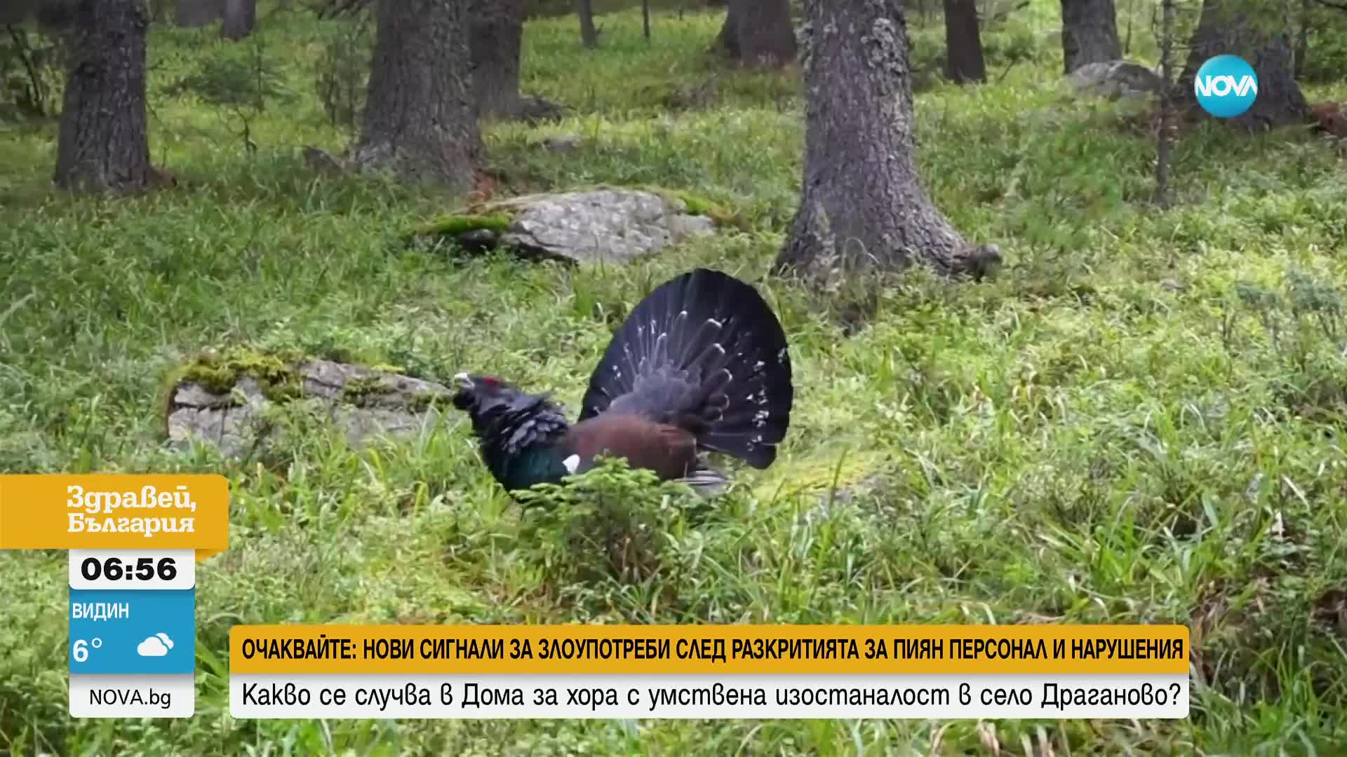 Дубайски шейхове искат да ловуват глухари у нас