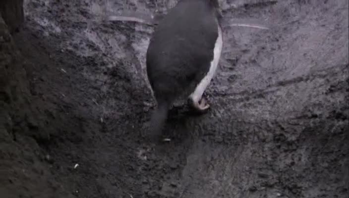 Дългият и труден път на пингвините до гиганстския вулкан - остров Дисепшън! 