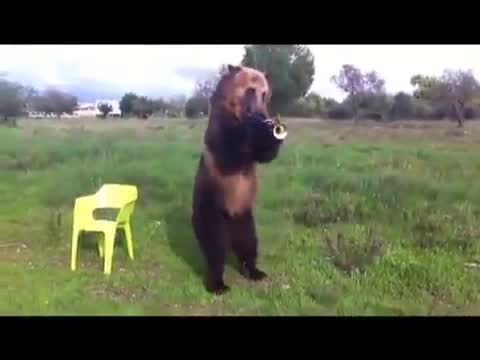 R O F L! Мечка Свири На Тромпет, Върти Обръч И Др...
