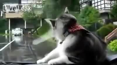 Смях... Сладко коте има голям проблем с чистачките на автомобила !!!