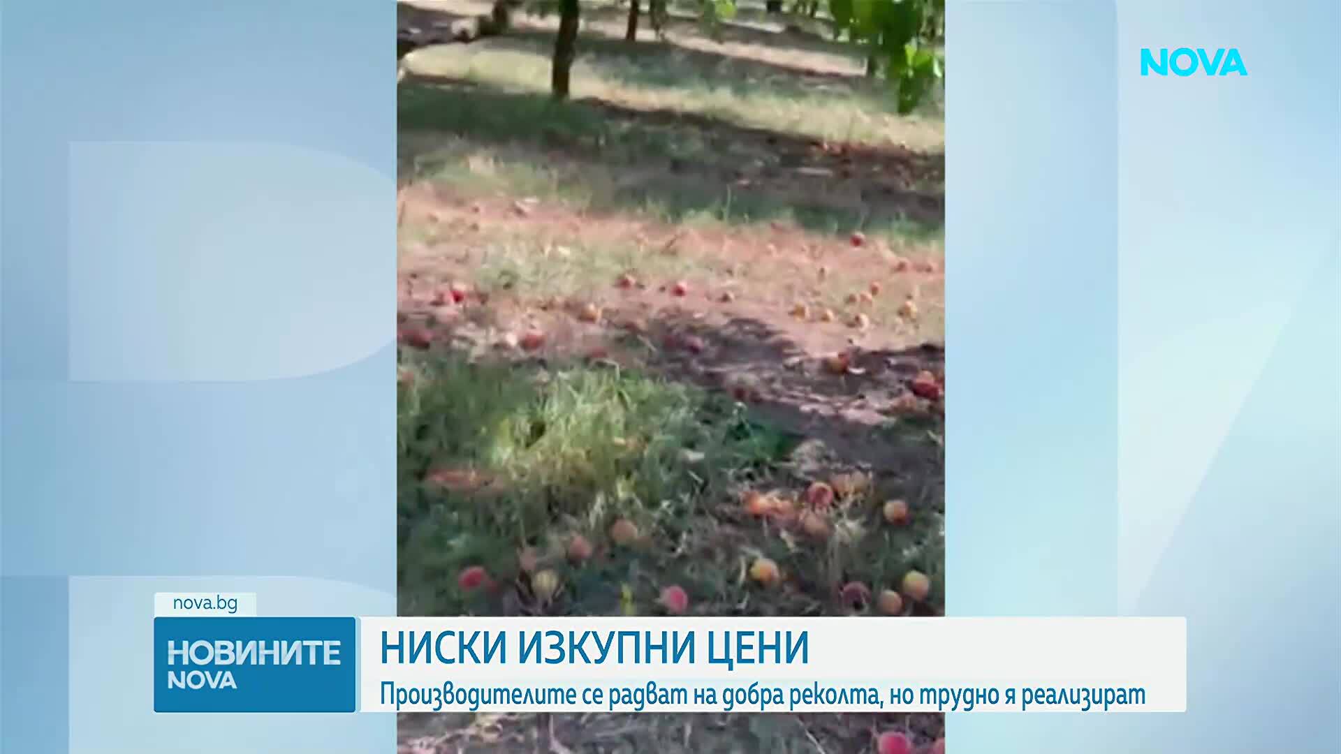 Ниски изкупни цени и проблеми сред българските производители