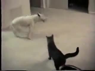 Куче слещу Котка