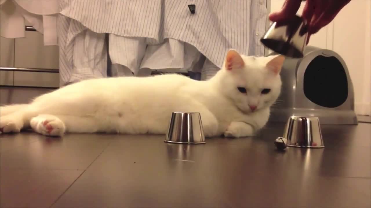 Коте изумява с бдителността си...