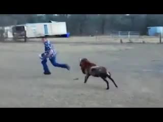 Като нямаш здрава глава трябват ти бързи крака! Смях!