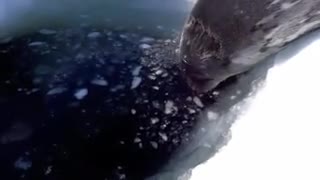 Малко тюленче издава забавни звуци докато се учи да плува! :)