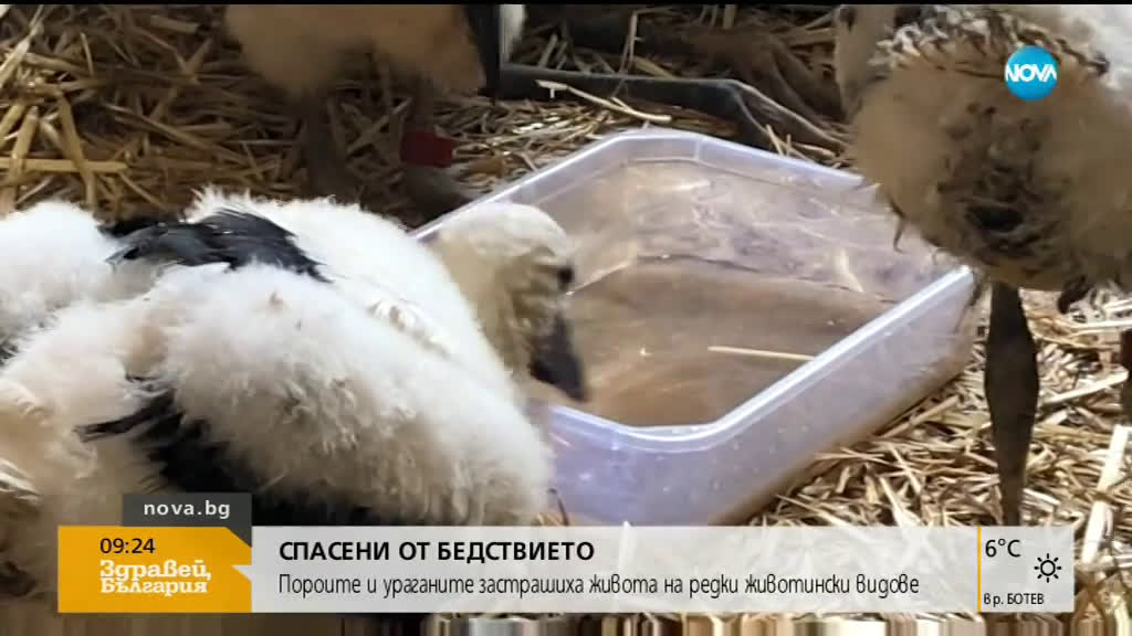 Пороите и ураганите застрашиха живота на редки животински видове