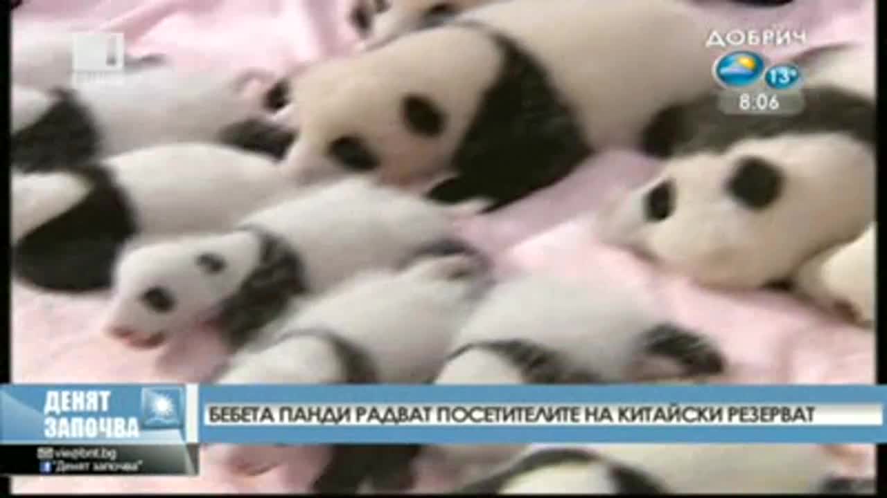 14 бебета панди показаха в Китай