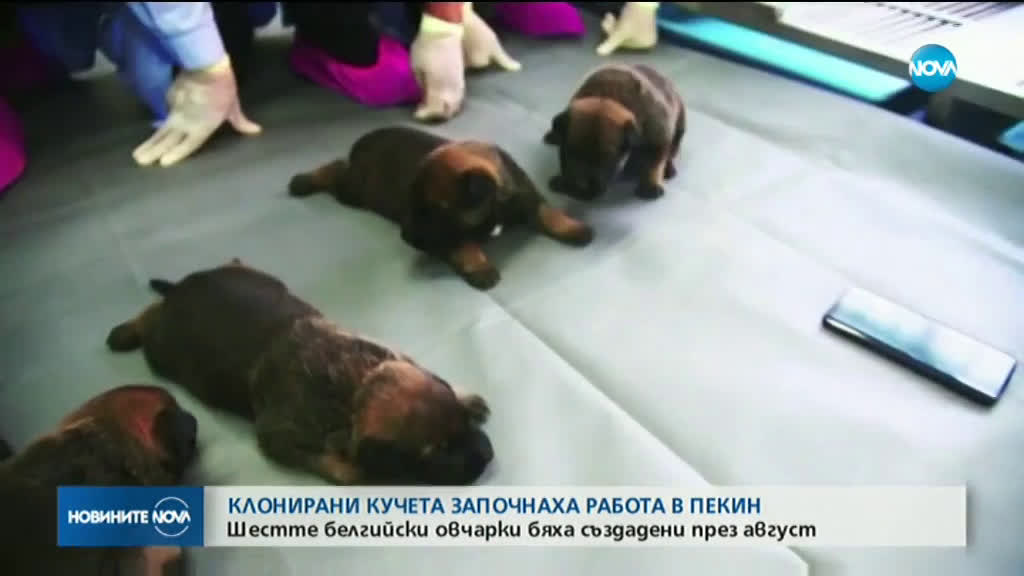 Клонирани кучета започнаха работа в Пекин