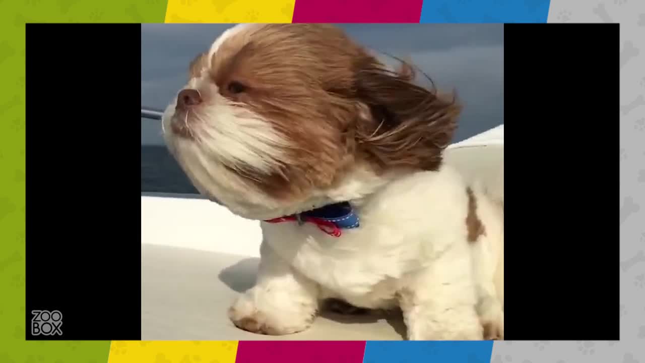 Тези сладури ще те накарат да се усмихнеш! (весели животни)