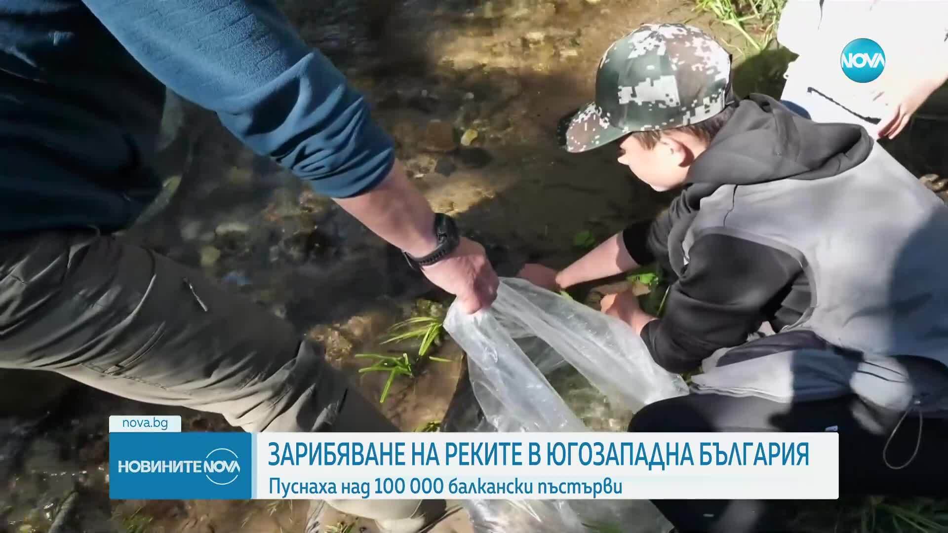 Пуснаха над 100 000 балкански пъстърви в реки в Югозападна България