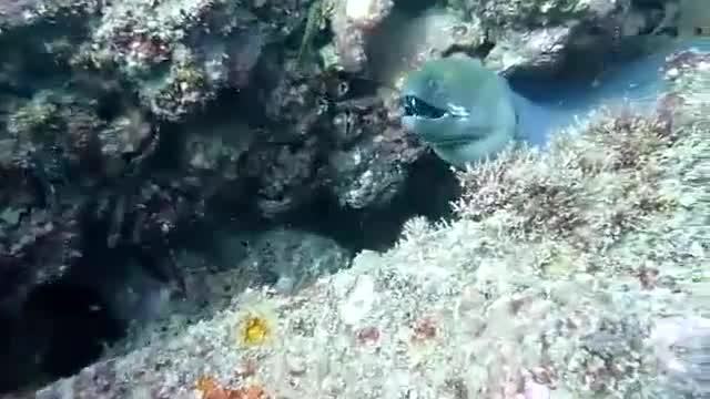Едно от най-странните морски същества !