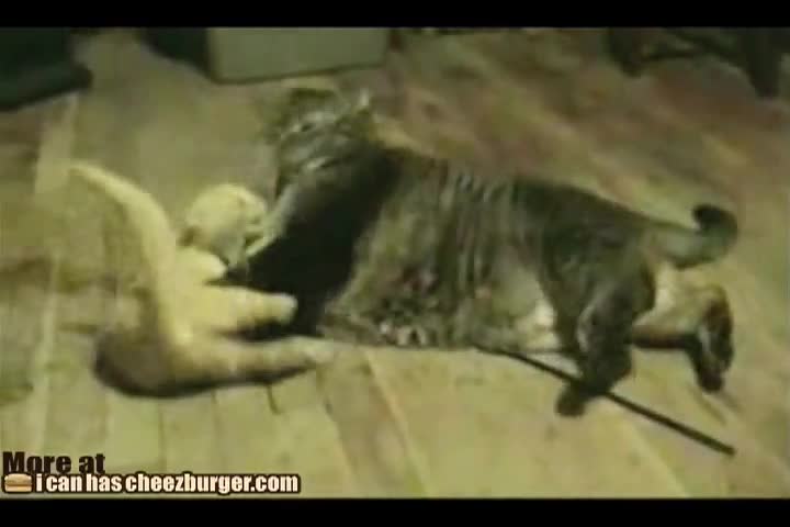 Голяма котка срещу Малка котка - Смях!