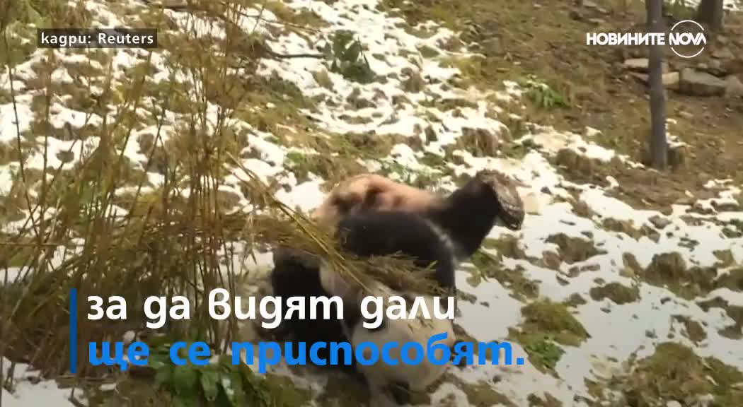 КАТО ДЕЦАТА: Панди се търкалят в снега