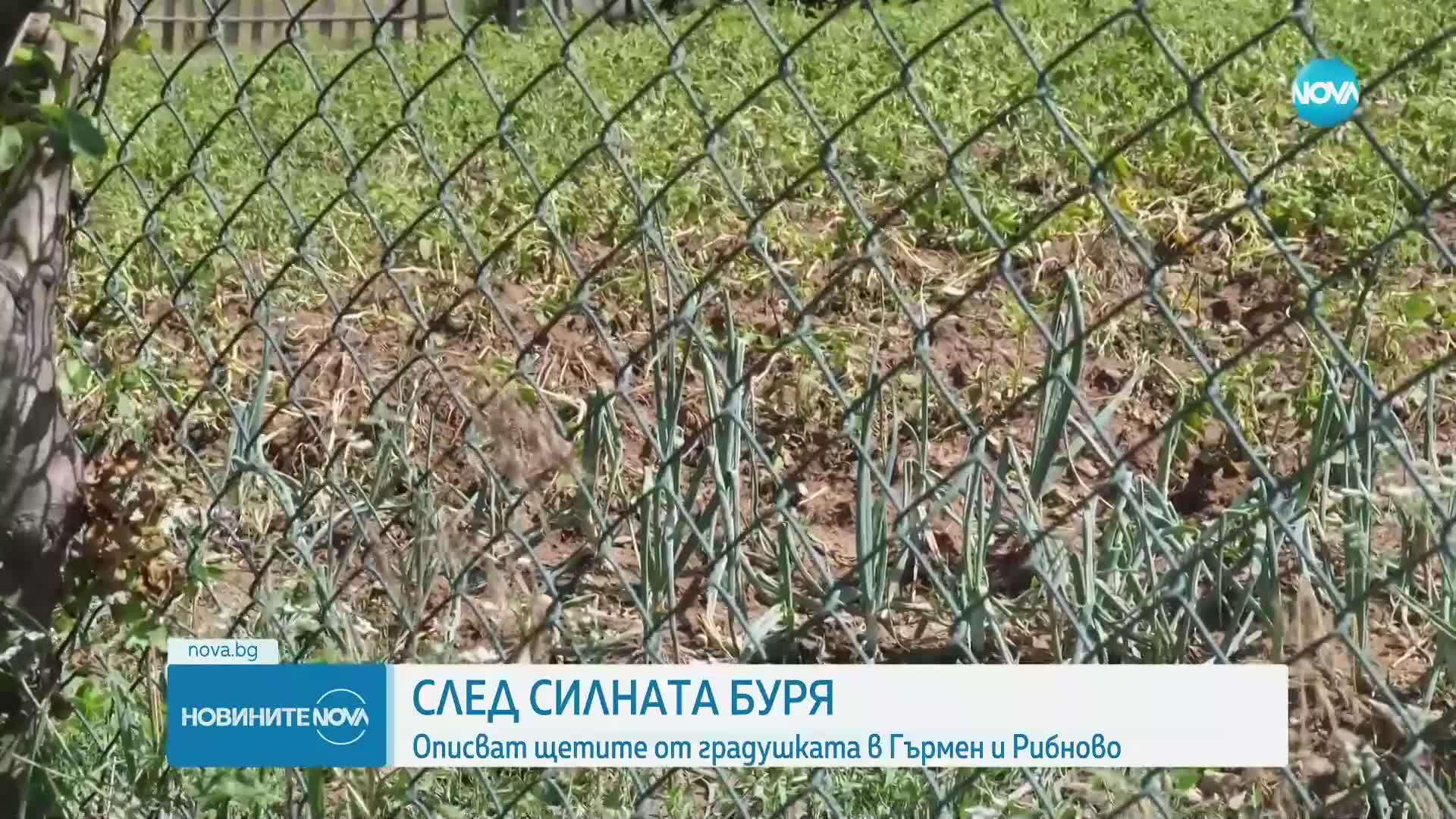 След бурята: 300 декара с тютюн са унищожени в село Рибново